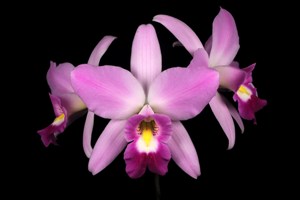 Laelia anceps Joyce HCC 76 pts.